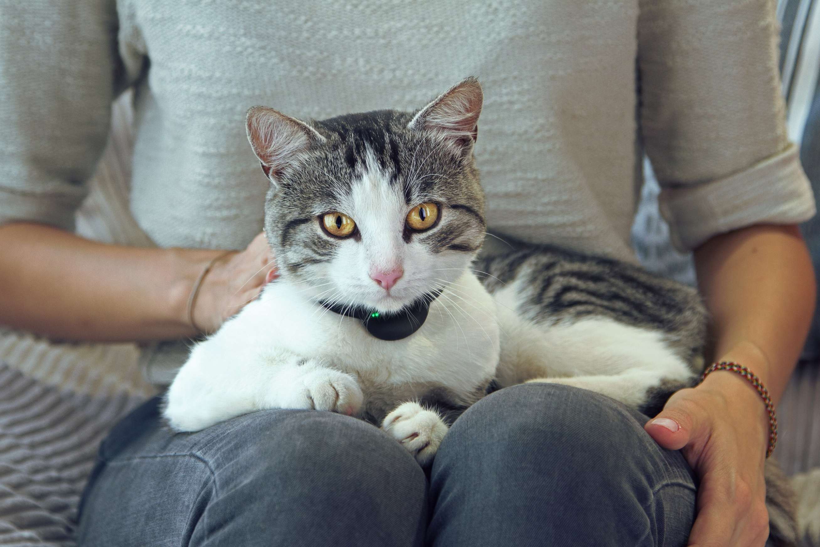 Is it possible to bridge the interspecies communication gap_ Moggie thinks so. Studio Banana